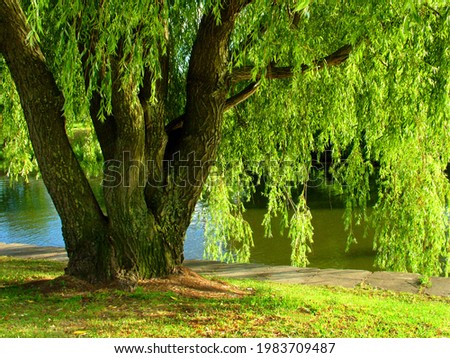 A willow tree grows near the lake. Summer landscape. Royalty-Free Stock Photo #1983709487