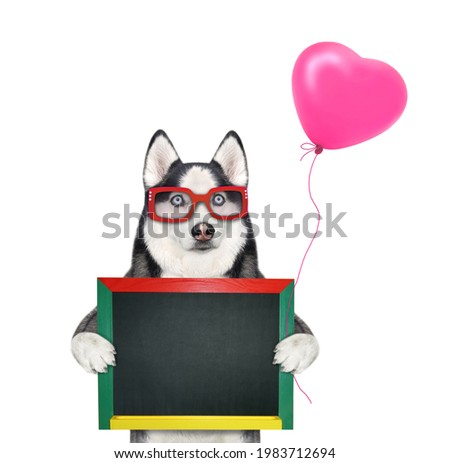 A dog husky holds a red heart shaped balloon and a blank blackboard. White background. Isolated.