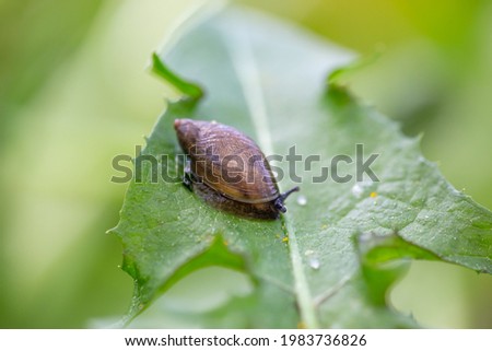 A snail sitting on a dandelion leaf on a summer sunny day macro photography. Alone snail sitting on a green leaf in the springtime, close-up photo.