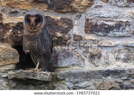 Cool barn owl in dark form is standing on one leg posing  at stone wall. 