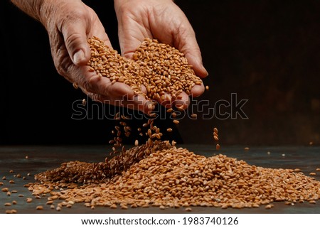 Hands of an old woman pour grain of ripe wheat. Golden seeds in man's palms. Wheat grains in female hands on a dark background. Close up. Shallow depth of field. Royalty-Free Stock Photo #1983740126