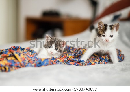 Cute little kittens walking on colorful dress on bed. Two adorable funny curious kittens playing in bedroom. Adoption concept. Sweet grey and white kitty