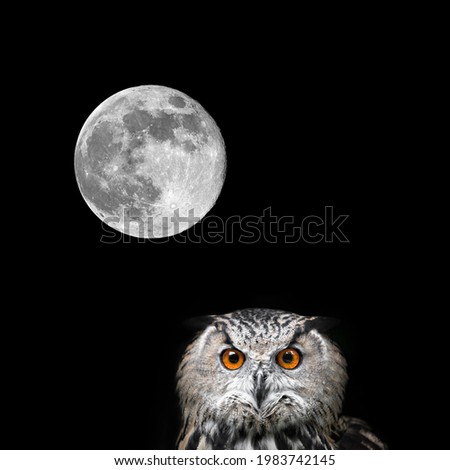 Owls Portrait. Owl and moon.