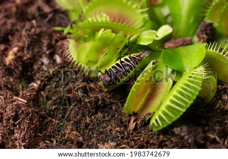 fly in small flower of Carnivorous Dionaea. Carnivorous plant at home as an insect trap close-up Royalty-Free Stock Photo #1983742679