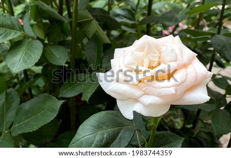 A photo close up of a white-yellow rose on green background