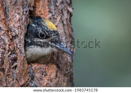  portrait of a three toed woodpecker Royalty-Free Stock Photo #1983745178