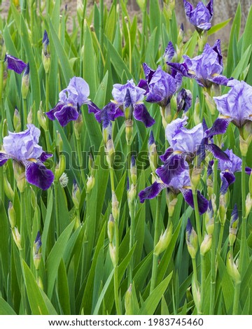 Blooming irises on a flower bed in the garden