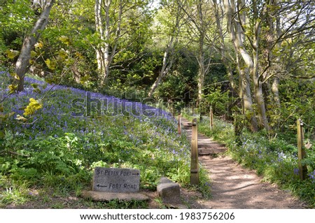 Bluebell Woods landscape in Guernsey on a summers day. Royalty-Free Stock Photo #1983756206