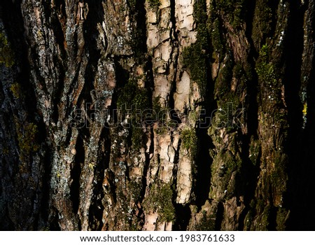 Embossed texture of brown tree bark with green moss on it. Horizontal photograph of the texture of the bark of a tree. Embossed creative texture of old oak bark.