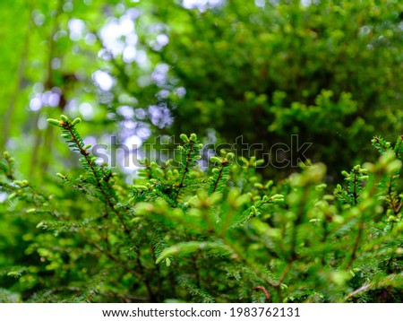 abstract tree branches against blue sky with blur background and patterns
