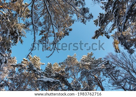 abstract tree branches against blue sky with blur background and patterns