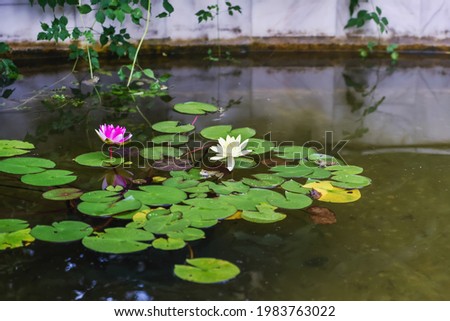 Pink and white Waterlilies and a edible frog, park summer time Royalty-Free Stock Photo #1983763022