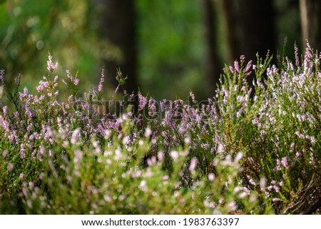 heather blooming in summer forest. large fields in woods