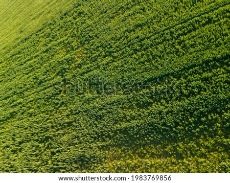 Drone view of the field, grass and cereals on a summer day. Texture background for design.