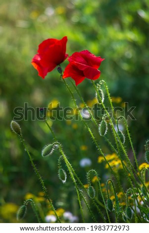 Red blooming poppies. Wildflowers. Close-up.