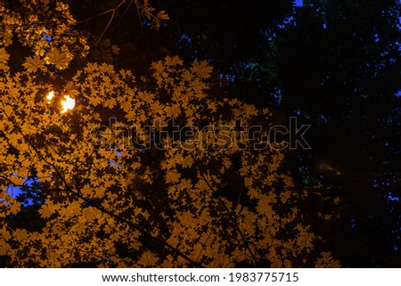 maple leaves in the late evening by the light of a street lamp