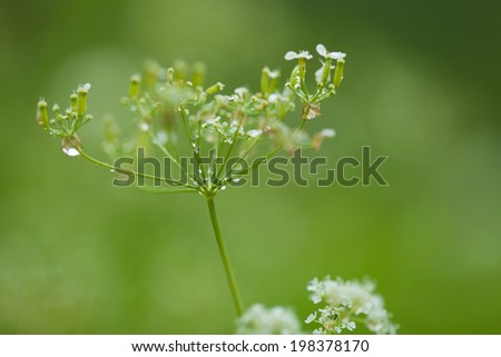 wet grass natural macro background