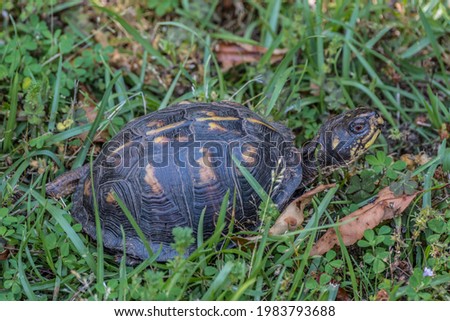 Full size adult female eastern box turtle crawling along through the grass looking around in the woodlands in late spring