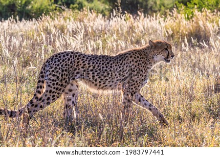 Cheetah in movement, South Africa