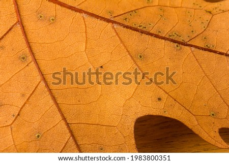 Autumn leaf   in close-up.  Background.Copy space.