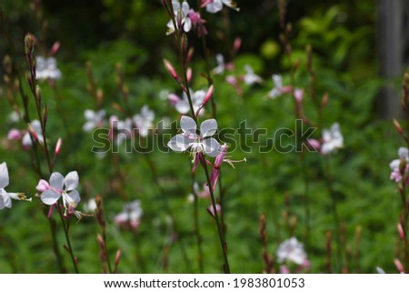 Bee blossom（Gaura). Onagraceae pennial grass.
