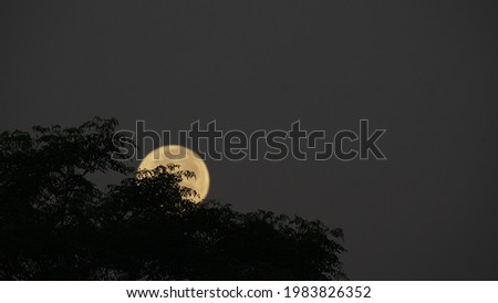 Beautiful full moon behind the tree in the morning