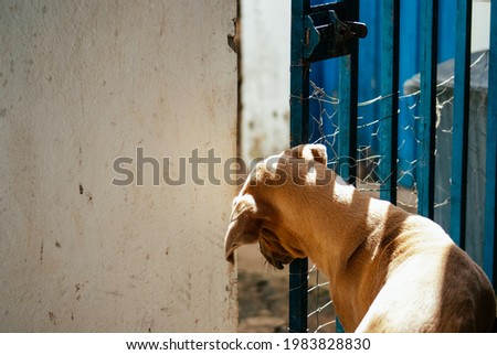 Dog trying to escape from home Royalty-Free Stock Photo #1983828830
