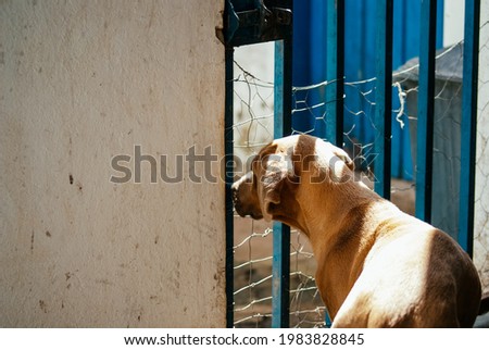 Dog trying to escape from home Royalty-Free Stock Photo #1983828845