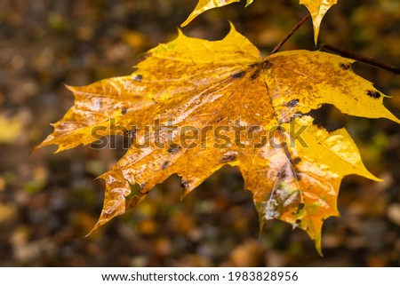 Close-up of an orange wet autumn maple leaf in the forest with a few black spots on it