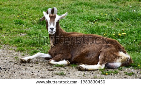 A picture of a goat sitting on the green grass
