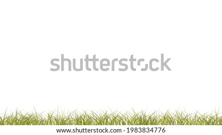 Green overgrown grass isolated on white background.