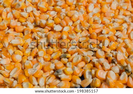 Corn drying prepared to produce forage on farm