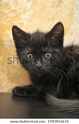 small black with blue eyes kitten close up