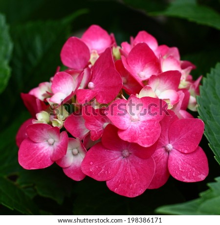 	Red Hydrangea with leaves