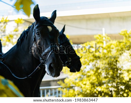 Portrait of a friendly looking Dutch warmblood dressage horse looking to over his shoulder, glamour sho