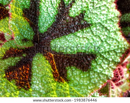 beautiful begonia flower leaf pattern