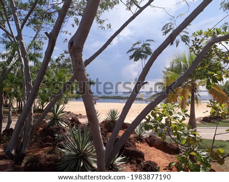 Deserted beach in summer amidst trees