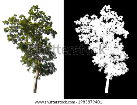 Green tree isolated on white background with post cut out original background and white background replaced for easy to selection with clippings path inside, alpha channel for make brush and selection