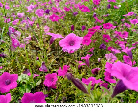 Petunia is genus of 20 species of flowering plants of South American origin. The popular flower of the same name derived its epithet from the French.