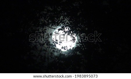 A picture of a blurred full moon behind trees.