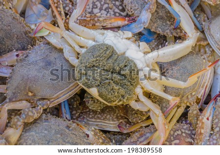 Fresh Blue crabs  is marine products at PMY beach Rayong Thailand