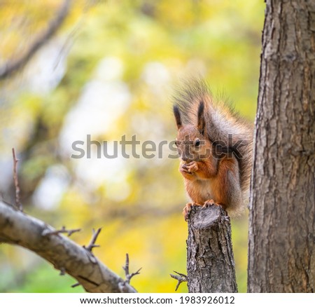 Autumn squirrel with nut sits on a branch. Wild animal. Autumn forest.