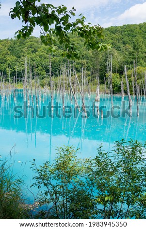 Summer green thickets and blue pond in Biei
