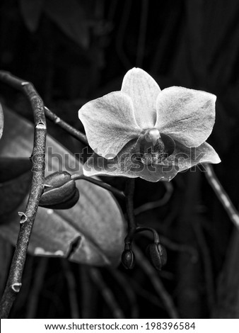 Orchid flower, monotone color 