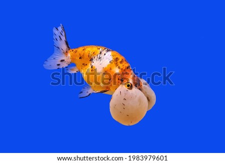 A beautiful Bubble - eyes goldfish on isolated blue background. goldfish (Carassius auratus) is one of the most popular freshwater ornamental fish.