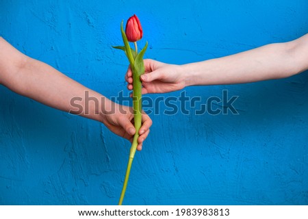 girls hands hold a red tulip on a blue textured background