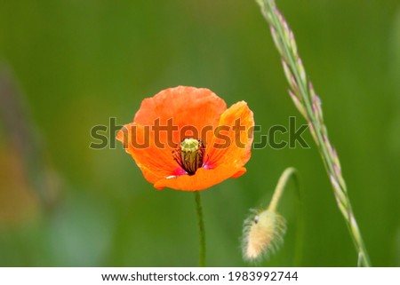 A closeup of a poppy in a field under the sunlight with a blurry background
