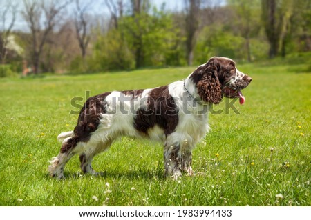 A beautiful dog of breed English Springer Spaniel stands on a green lawn. Hunting dog breed. Royalty-Free Stock Photo #1983994433