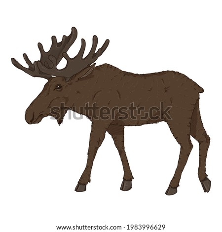 Vector Cartoon Walking Moose on White Background
