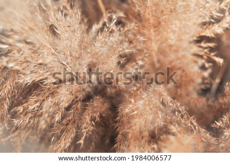 brown dried flowers wallpaper and texture background 
